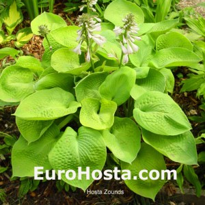 Hosta Zounds - Eurohosta