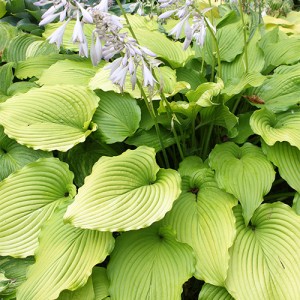 Hosta Golden Falls