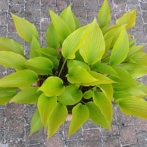 Hosta Holar Early Days