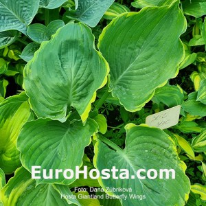 Hosta Giantland Butterfly Wings