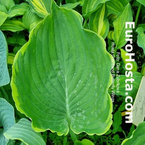 Hosta Giantland Butterfly Wings