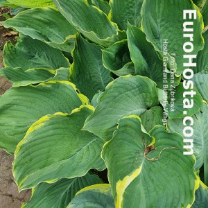 Hosta Giantland Butterfly Wings