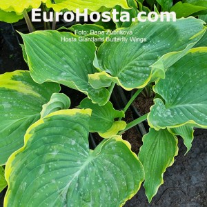 Hosta Giantland Butterfly Wings