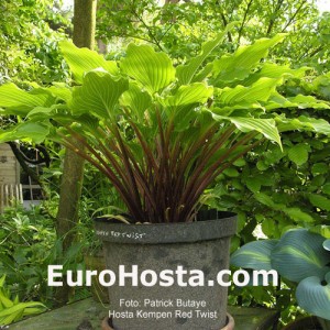 Hosta Kempen Red Twist