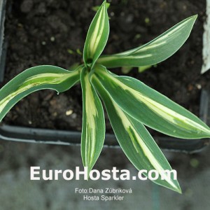 Hosta Sparkler - Eurohosta