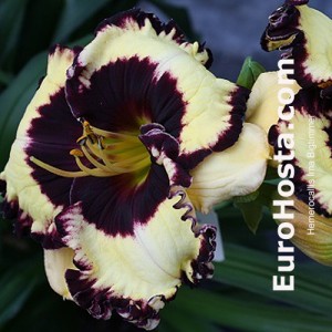 Hemerocallis Ima Bigtimer - Eurohosta