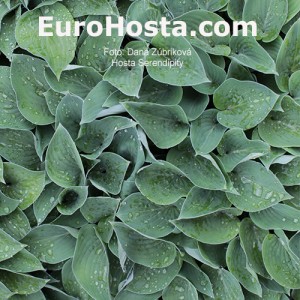 Hosta Serendipity