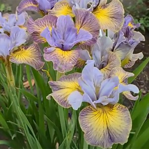 iris Sun Comes Up