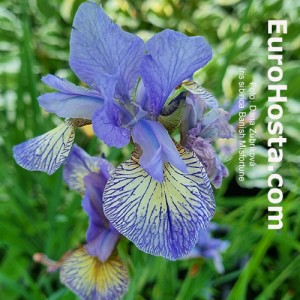 Iris Banish Misfortune