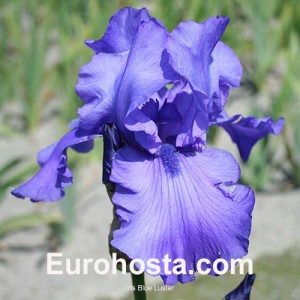 Iris 'Blue Luster'