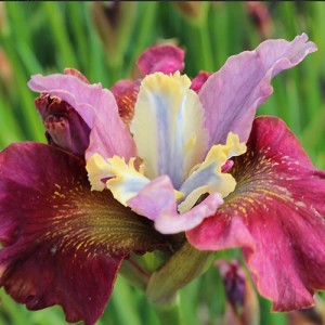 Iris Peacock Butterfly® Cherry Fling