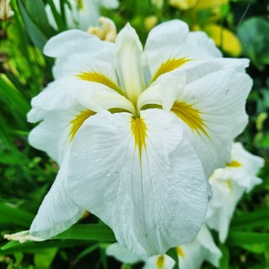 Iris ensata Gold Bound