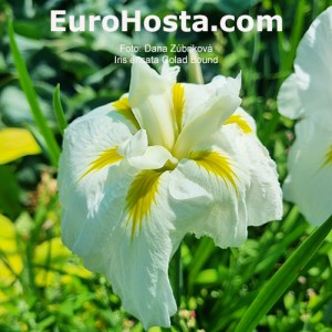 Iris ensata Gold Bound