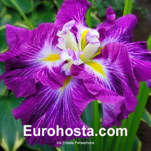 iris Ensata Persephone