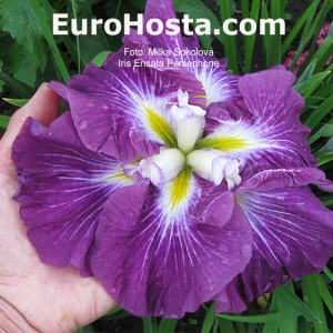 iris Ensata Persephone