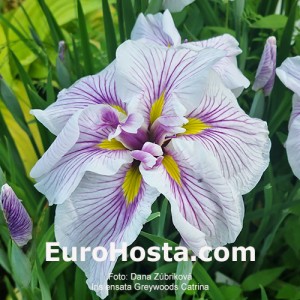 Iris Greywoods Catrina