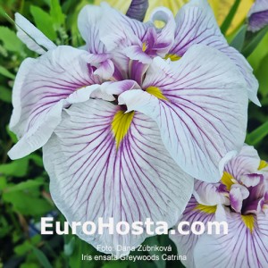 Iris Greywoods Catrina