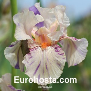 Iris 'Peach Jam'