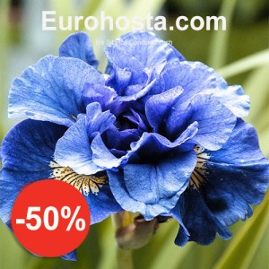 Iris Sibirica Concord Crush