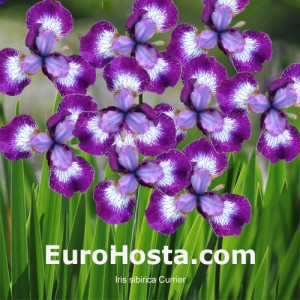 Iris sibirica Currier