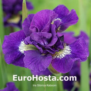 Siberian Irises – Double Flowered