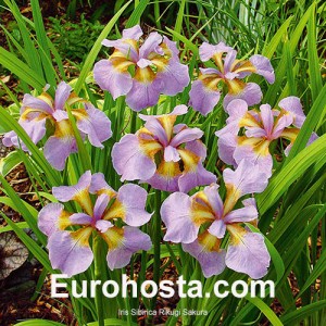 iris Sibirica Rikugi Sakura