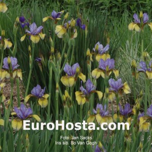 iris sibirica So van Gogh