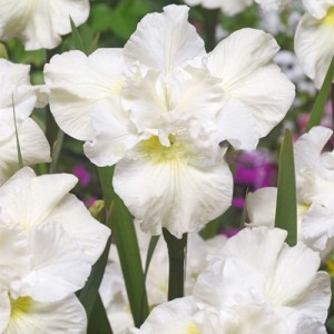 Iris Swans In Flight