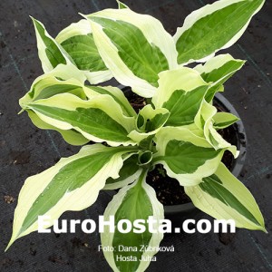 Hosta Juha