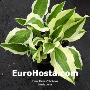 Hosta Juha