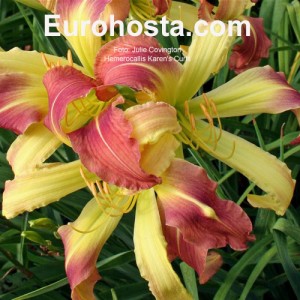 Hemerocallis Karen´s Curls