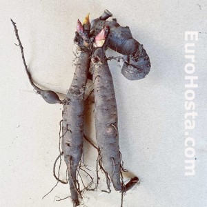 paeony roots