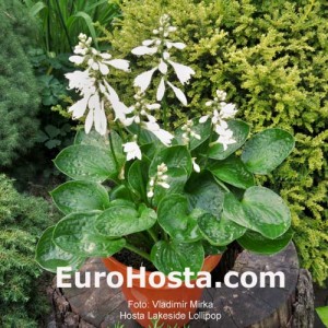 Hosta Lakeside Lollipop - Eurohosta