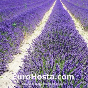 Lavandula angustifolia 'Hidcote Blue'