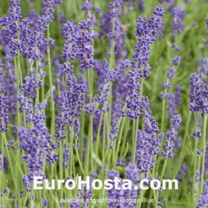 Lavandula angustifolia 'Hidcote Blue'