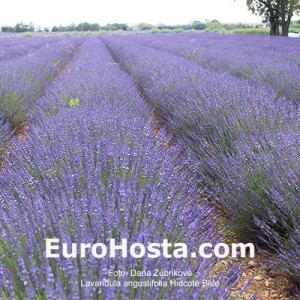 Lavandula angustifolia 'Hidcote Blue'