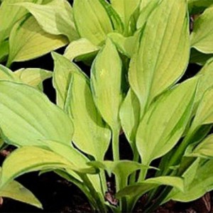 Hosta Made in Spades | EUROHOSTA