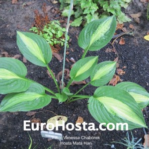 Hosta Mata Hari - Eurohosta