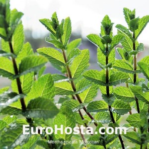 Mentha spicata 'Moroccan'