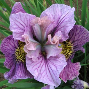 Iris Peacock Butterfly Mad Hat