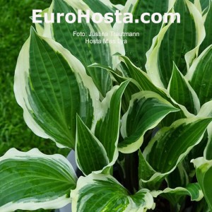 Hosta Miss Lya