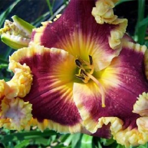 Hemerocallis Miss Scarlet