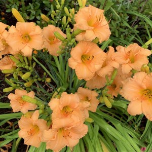 Hemerocallis 