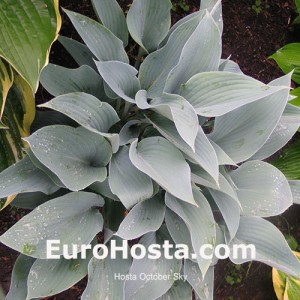 Hosta October Sky