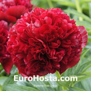 Paeonia Red Grace