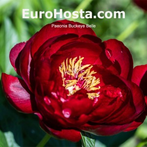 Paeonia Buckeye Belle