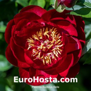 Paeonia Buckeye Belle