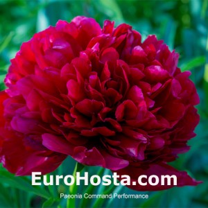 Paeonia Command Performance