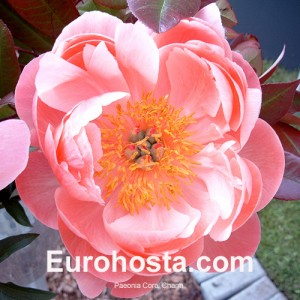 PAEONIA CORAL CHARM 