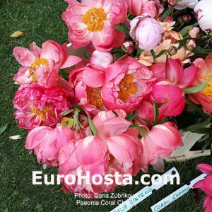 Paeonia Coral Charm